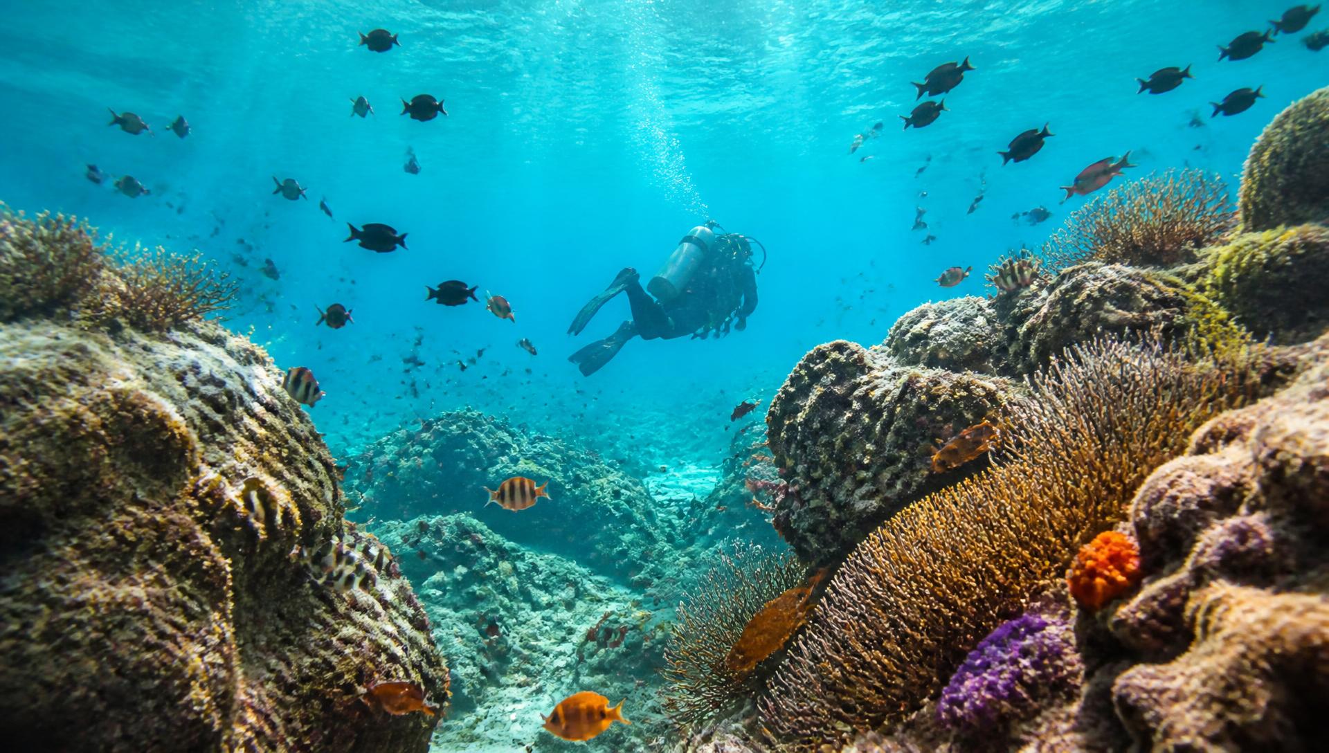 Scuba & Snorkel